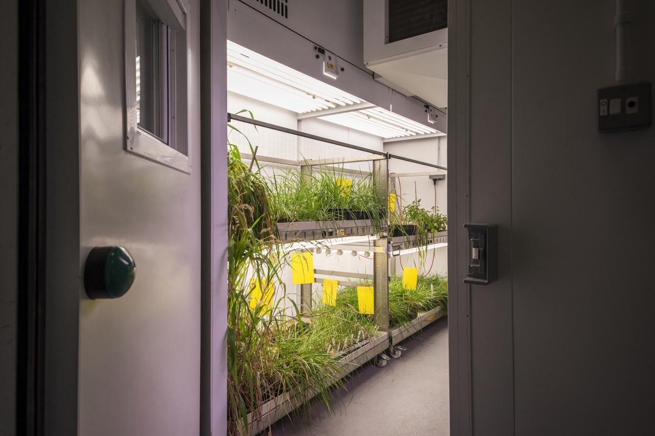 A growth chamber that scientists use to grow plants under strictly controlled conditions. For example, they can vary the length and intensity of the light and the daily temperature.