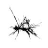 seqclust/clustering/clusters/dir_CL0010/CL10_tmb.png