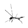 seqclust/clustering/clusters/dir_CL0037/CL37_tmb.png