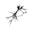 seqclust/clustering/clusters/dir_CL0039/CL39_tmb.png