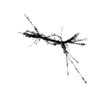 seqclust/clustering/clusters/dir_CL0069/CL69_tmb.png