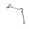 seqclust/clustering/clusters/dir_CL0081/CL81_tmb.png