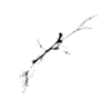 seqclust/clustering/clusters/dir_CL0118/CL118_tmb.png