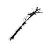seqclust/clustering/clusters/dir_CL0039/CL39_tmb.png