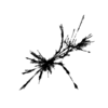 seqclust/clustering/clusters/dir_CL0042/CL42_tmb.png