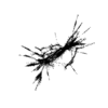 seqclust/clustering/clusters/dir_CL0065/CL65_tmb.png