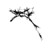 seqclust/clustering/clusters/dir_CL0069/CL69_tmb.png