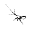 seqclust/clustering/clusters/dir_CL0071/CL71_tmb.png