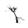 seqclust/clustering/clusters/dir_CL0076/CL76_tmb.png