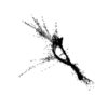 seqclust/clustering/clusters/dir_CL0078/CL78_tmb.png