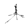seqclust/clustering/clusters/dir_CL0079/CL79_tmb.png