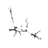 seqclust/clustering/clusters/dir_CL0134/CL134_tmb.png