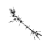 seqclust/clustering/clusters/dir_CL0137/CL137_tmb.png