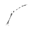 seqclust/clustering/clusters/dir_CL0151/CL151_tmb.png