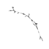 seqclust/clustering/clusters/dir_CL0179/CL179_tmb.png
