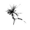 seqclust/clustering/clusters/dir_CL0022/CL22_tmb.png
