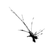 seqclust/clustering/clusters/dir_CL0039/CL39_tmb.png