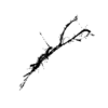 seqclust/clustering/clusters/dir_CL0042/CL42_tmb.png