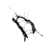 seqclust/clustering/clusters/dir_CL0051/CL51_tmb.png
