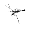 seqclust/clustering/clusters/dir_CL0061/CL61_tmb.png
