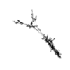 seqclust/clustering/clusters/dir_CL0076/CL76_tmb.png