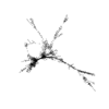 seqclust/clustering/clusters/dir_CL0084/CL84_tmb.png