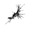 seqclust/clustering/clusters/dir_CL0026/CL26_tmb.png