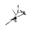 seqclust/clustering/clusters/dir_CL0043/CL43_tmb.png