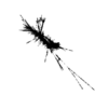 seqclust/clustering/clusters/dir_CL0055/CL55_tmb.png