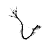 seqclust/clustering/clusters/dir_CL0097/CL97_tmb.png