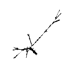 seqclust/clustering/clusters/dir_CL0099/CL99_tmb.png