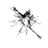 seqclust/clustering/clusters/dir_CL0112/CL112_tmb.png