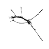 seqclust/clustering/clusters/dir_CL0129/CL129_tmb.png