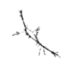 seqclust/clustering/clusters/dir_CL0170/CL170_tmb.png