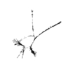 seqclust/clustering/clusters/dir_CL0182/CL182_tmb.png