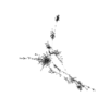 seqclust/clustering/clusters/dir_CL0211/CL211_tmb.png