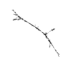 seqclust/clustering/clusters/dir_CL0217/CL217_tmb.png