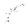 seqclust/clustering/clusters/dir_CL0230/CL230_tmb.png